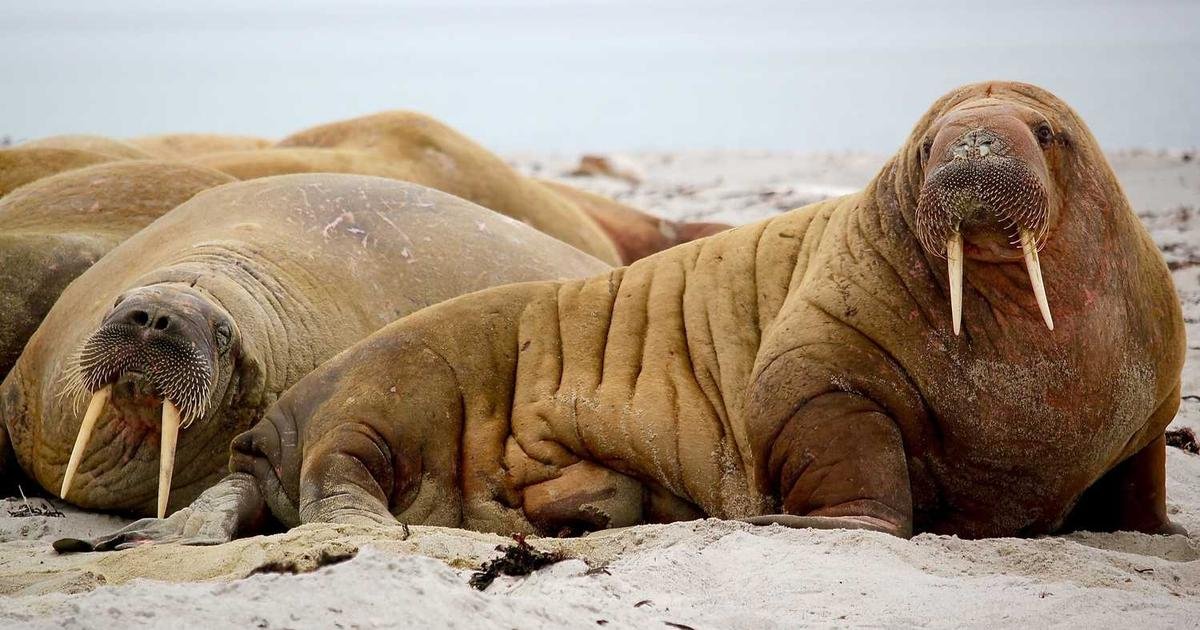 Tren Terbaru: Teknologi 5G dan dampaknya pada industri