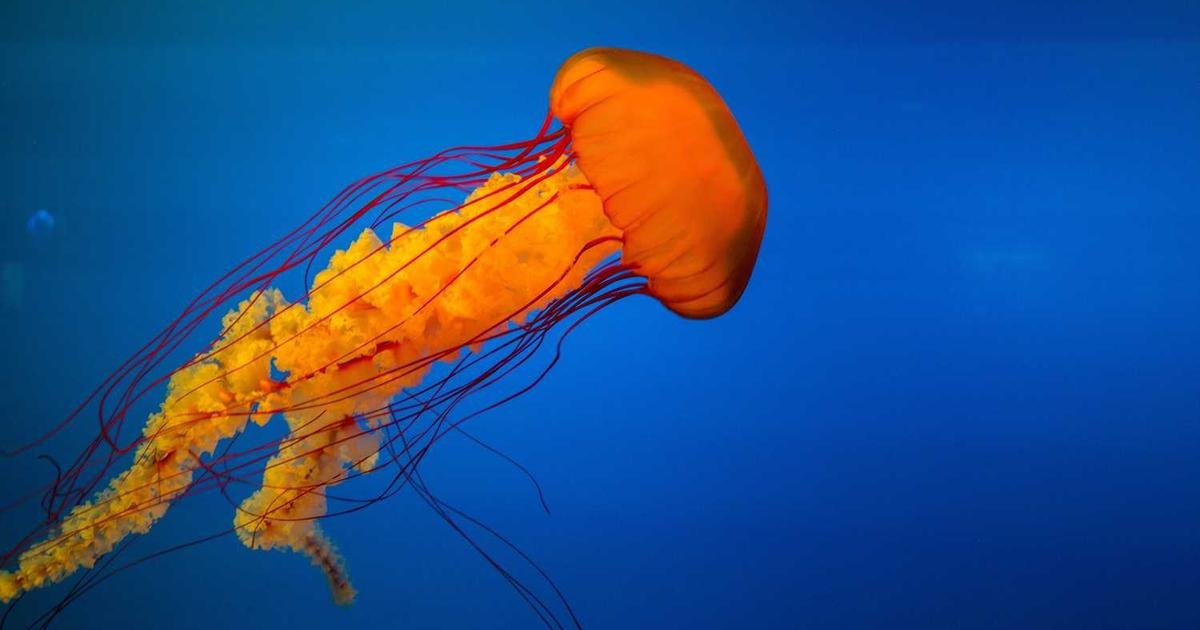 Tren Terbaru: DevOps dan automation dalam software development